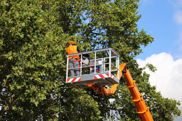 Best Tree Risk Assessment  in Oakleaf Plantation, FL