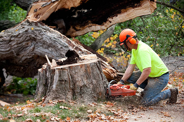 Best Stump Grinding and Removal  in Oakleaf Plantation, FL