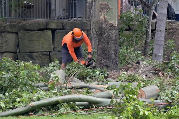 Professional Tree Services in Oakleaf Plantation, FL